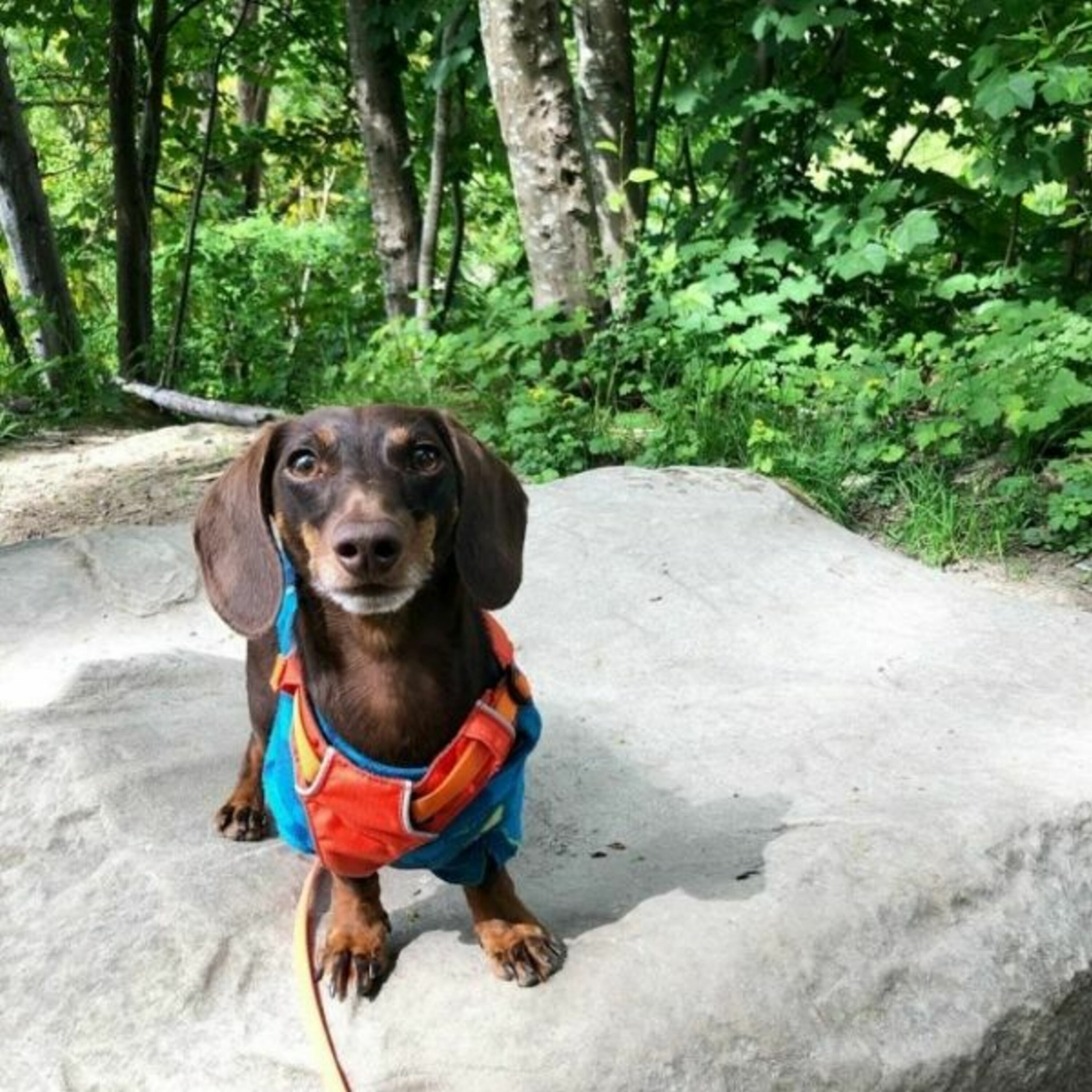 Episode 51: “He Definitely Has Some Big Feelings”: Small Dogs and Reactivity with Bernadette Tow of Hershey the Weenie